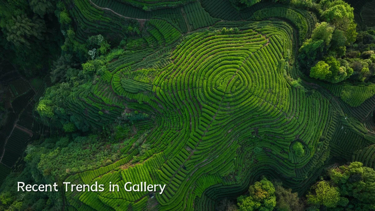 Recent Trends in Gallery