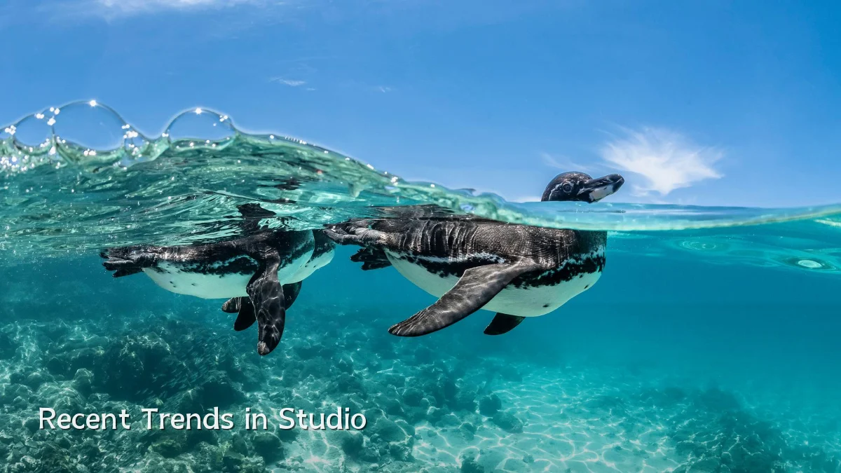 Recent Trends in Studio